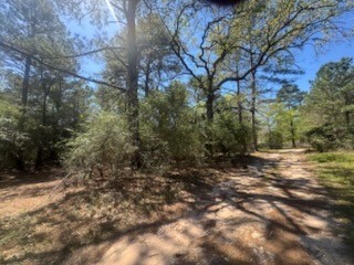 16442 Whippoorwill Road Navasota, TX 77868 - Photo 6 of 8 a view of a forest with trees