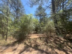 16442 Whippoorwill Road Navasota, TX 77868 - Photo 7 of 8 a view of a forest with a tree