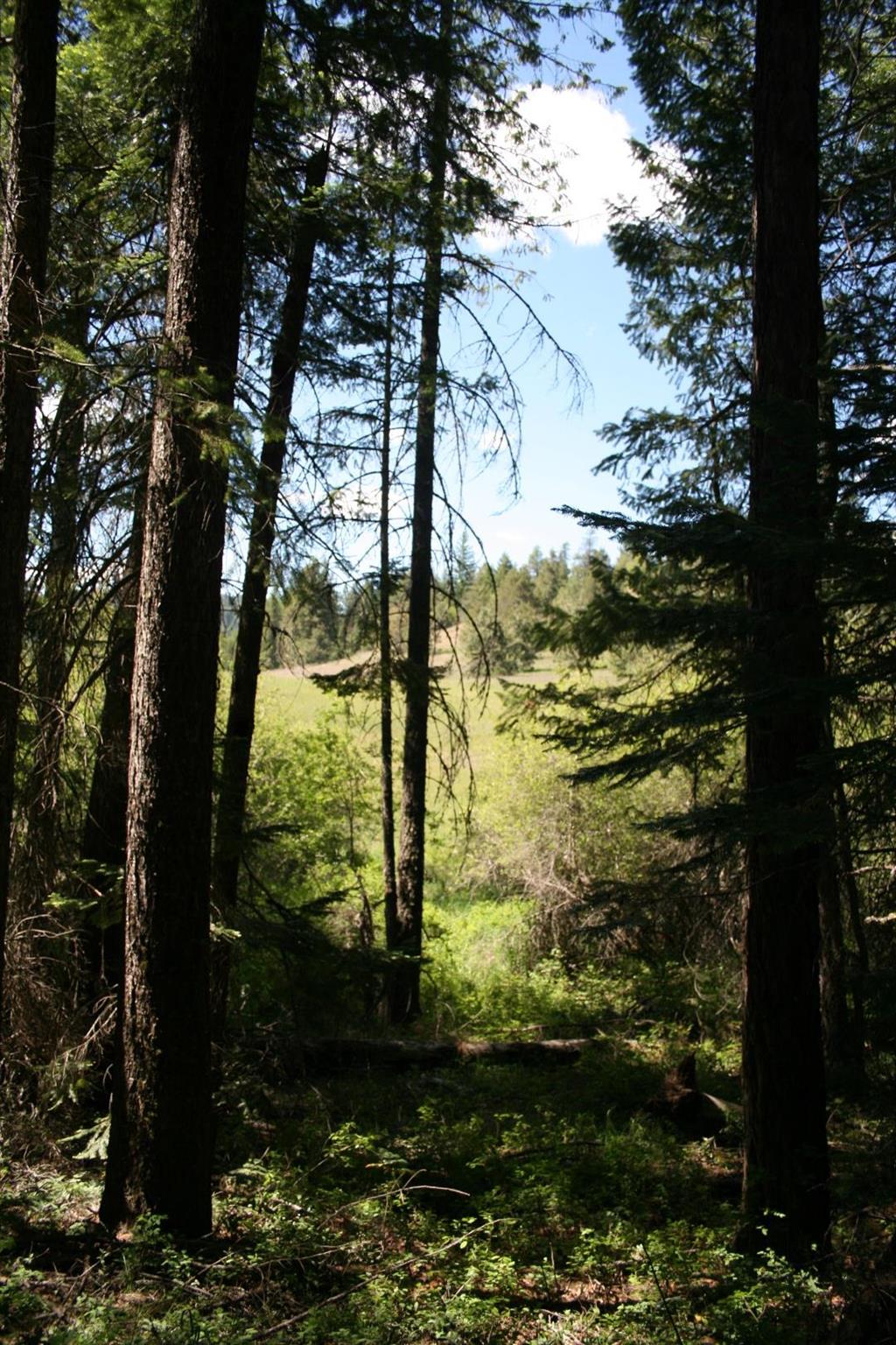 Xx Whittier Road Clayton, WA 99110 - Photo 29 of 32