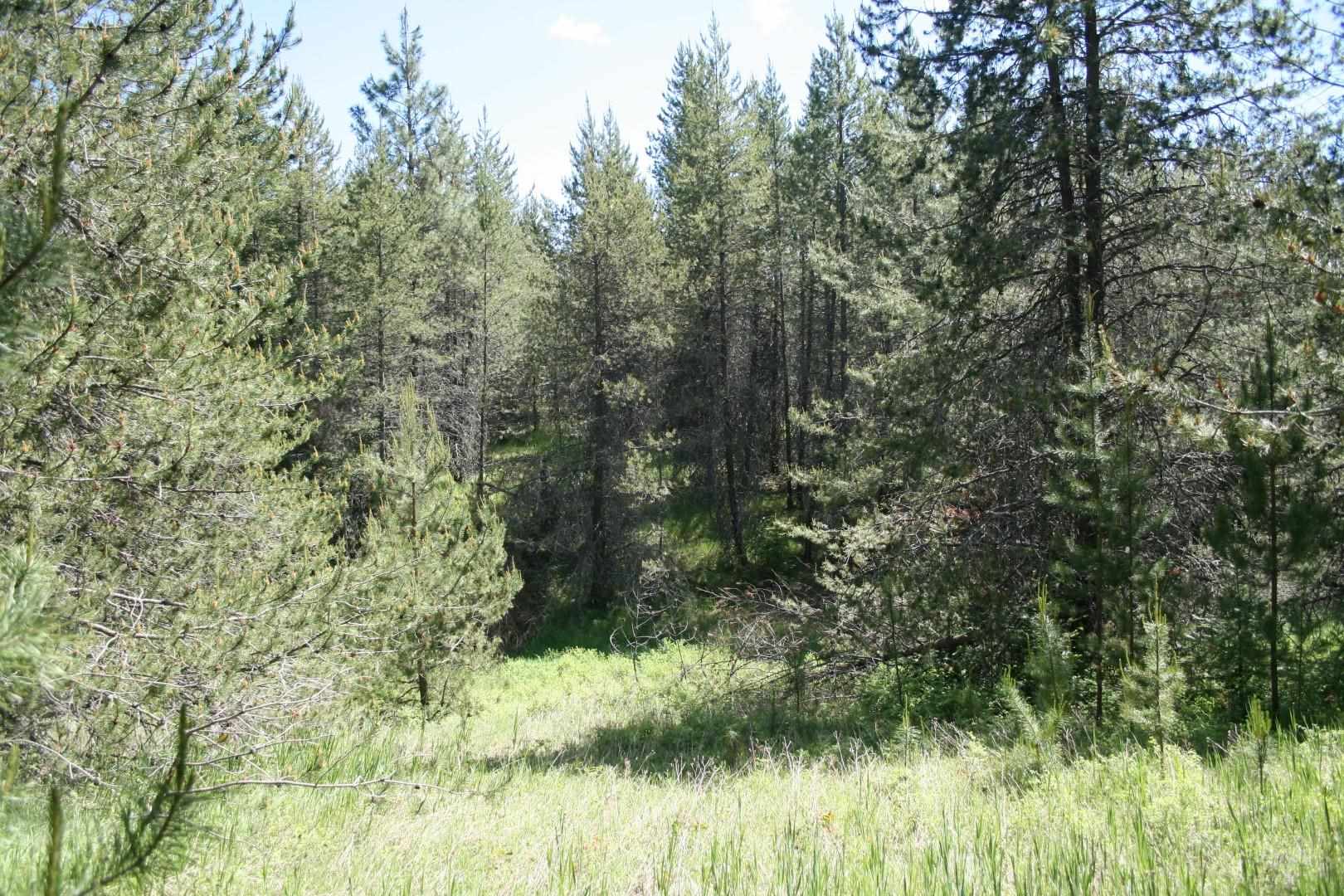 Xx Whittier Road Clayton, WA 99110 - Photo 31 of 32