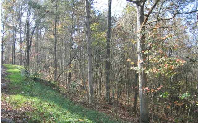 Lot 5 Toccoa Preserve Blue Ridge Blue Ridge, GA 30513 - Photo 1 of 1 Main View