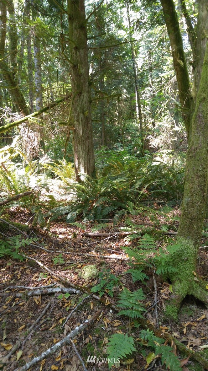 0 Cedar Street Bellingham, WA 98229 - Photo 11 of 25 Gallery Image 11
