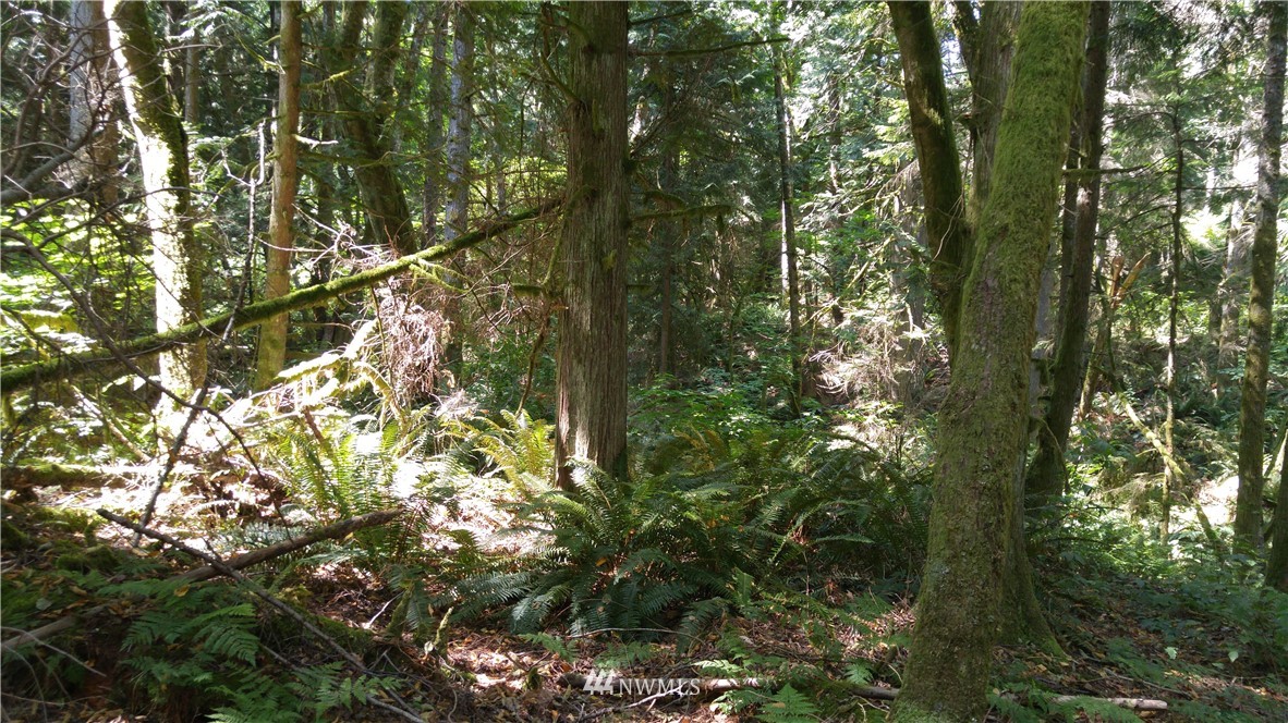 0 Cedar Street Bellingham, WA 98229 - Photo 12 of 25 Gallery Image 12
