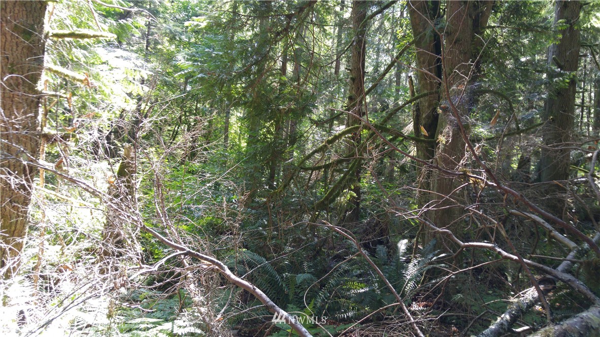 0 Cedar Street Bellingham, WA 98229 - Photo 13 of 25 Gallery Image 13