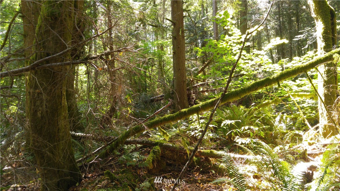 0 Cedar Street Bellingham, WA 98229 - Photo 17 of 25 Gallery Image 17