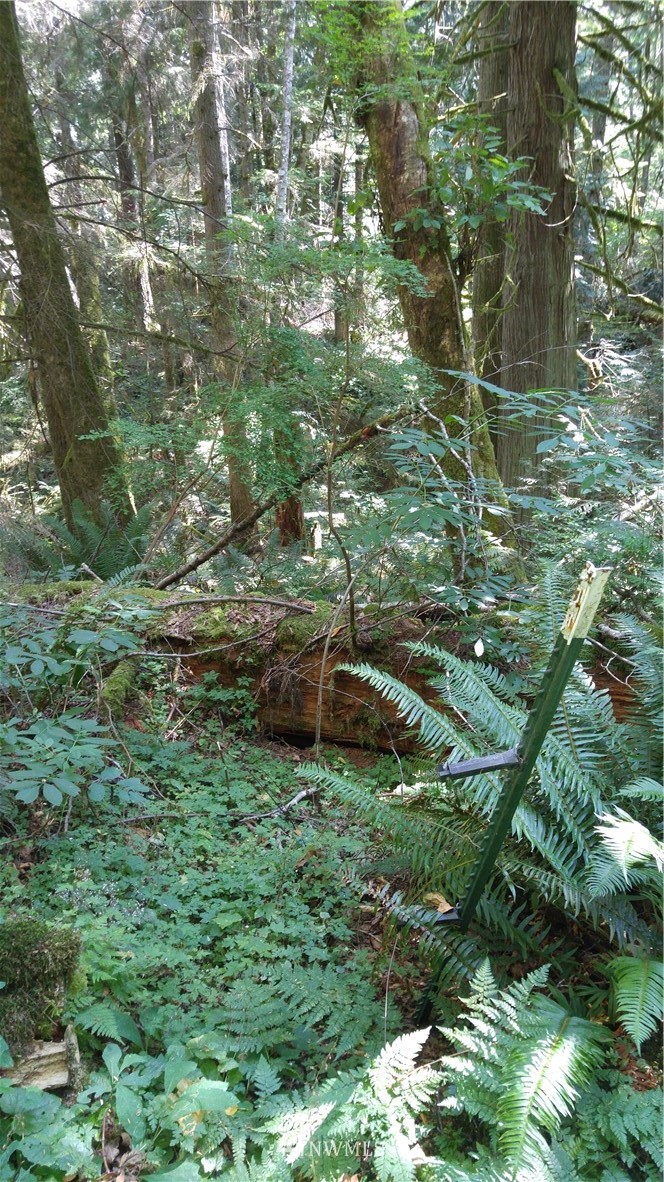 0 Cedar Street Bellingham, WA 98229 - Photo 22 of 25 Gallery Image 22