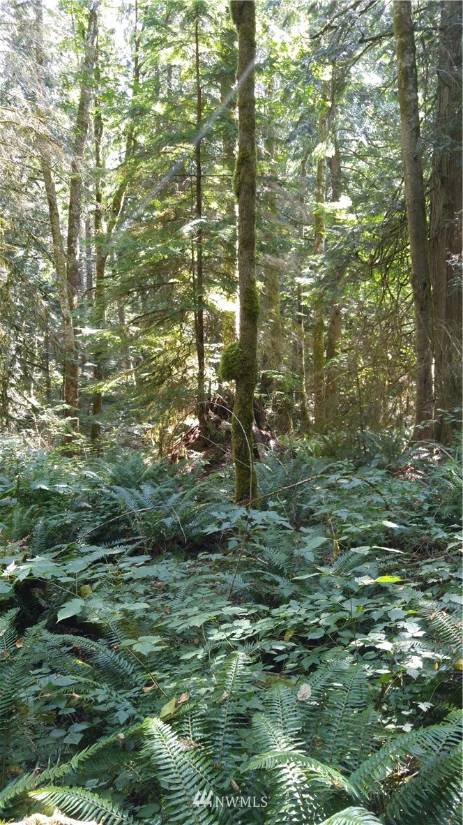 0 Cedar Street Bellingham, WA 98229 - Photo 23 of 25 Gallery Image 23