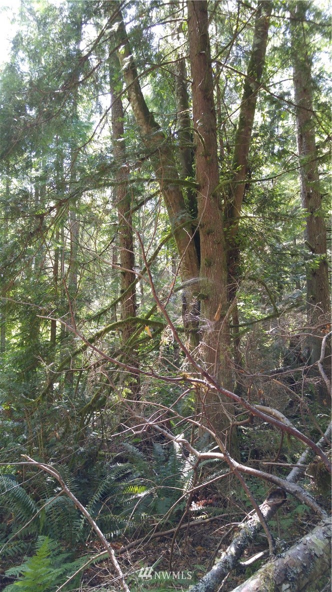 0 Cedar Street Bellingham, WA 98229 - Photo 7 of 25 Gallery Image 7