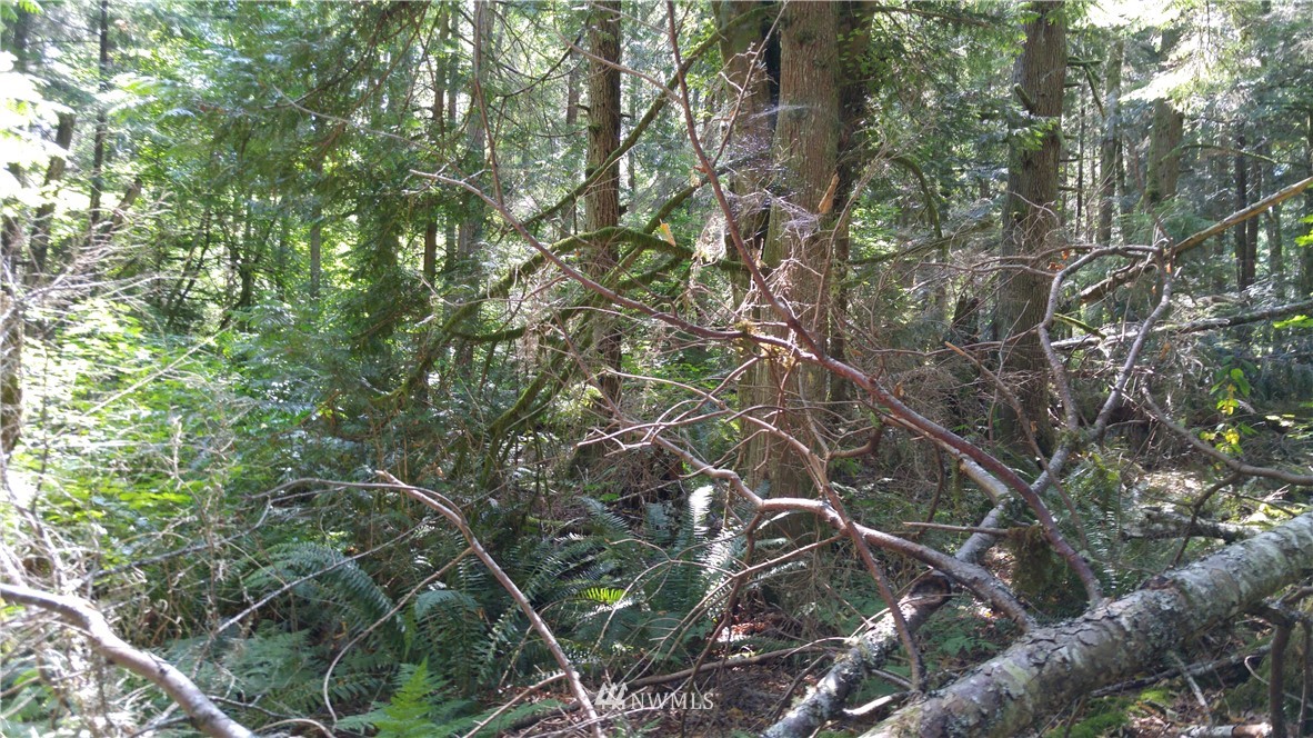 0 Cedar Street Bellingham, WA 98229 - Photo 8 of 25 Gallery Image 8
