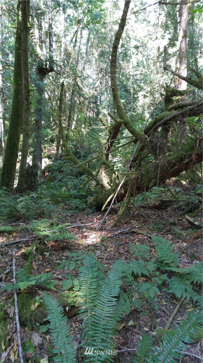 0 Cedar Street Bellingham, WA 98229 - Photo 10 of 25 Gallery Image 10