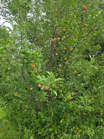 $299,000 | 2020 271st Avenue, Dawson, MN 56232