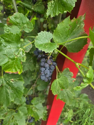 $299,000 | 2020 271st Avenue, Dawson, MN 56232