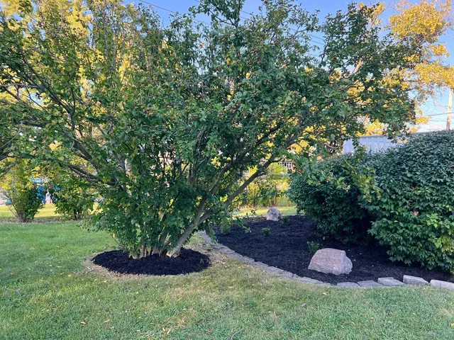 a big yard with lots of green space and plants
