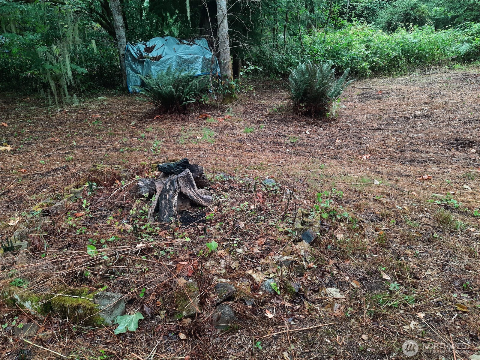 13816 White Falls Lane Concrete, WA 98237 - Photo 16 of 22 a view of a yard with plants and trees