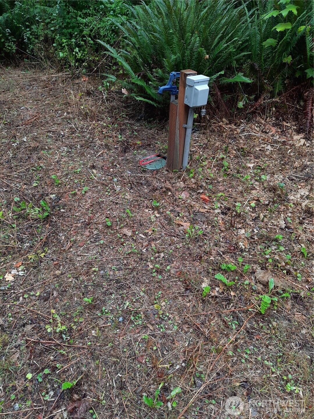 13816 White Falls Lane Concrete, WA 98237 - Photo 22 of 22 a close up of a plant in a yard