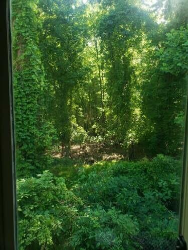 6500 Gaines Ferry Road, Unit I4 Flowery Branch, GA 30542 - Photo 6 of 29 a view of a lush green forest