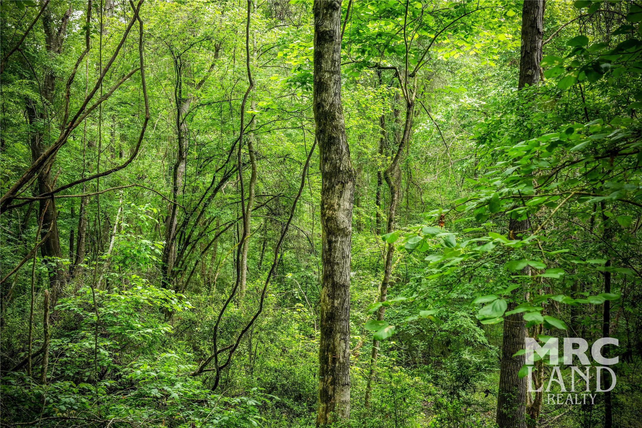 0 Dorsey Road Bronson, TX 75930 - Photo 11 of 47 a view of forest