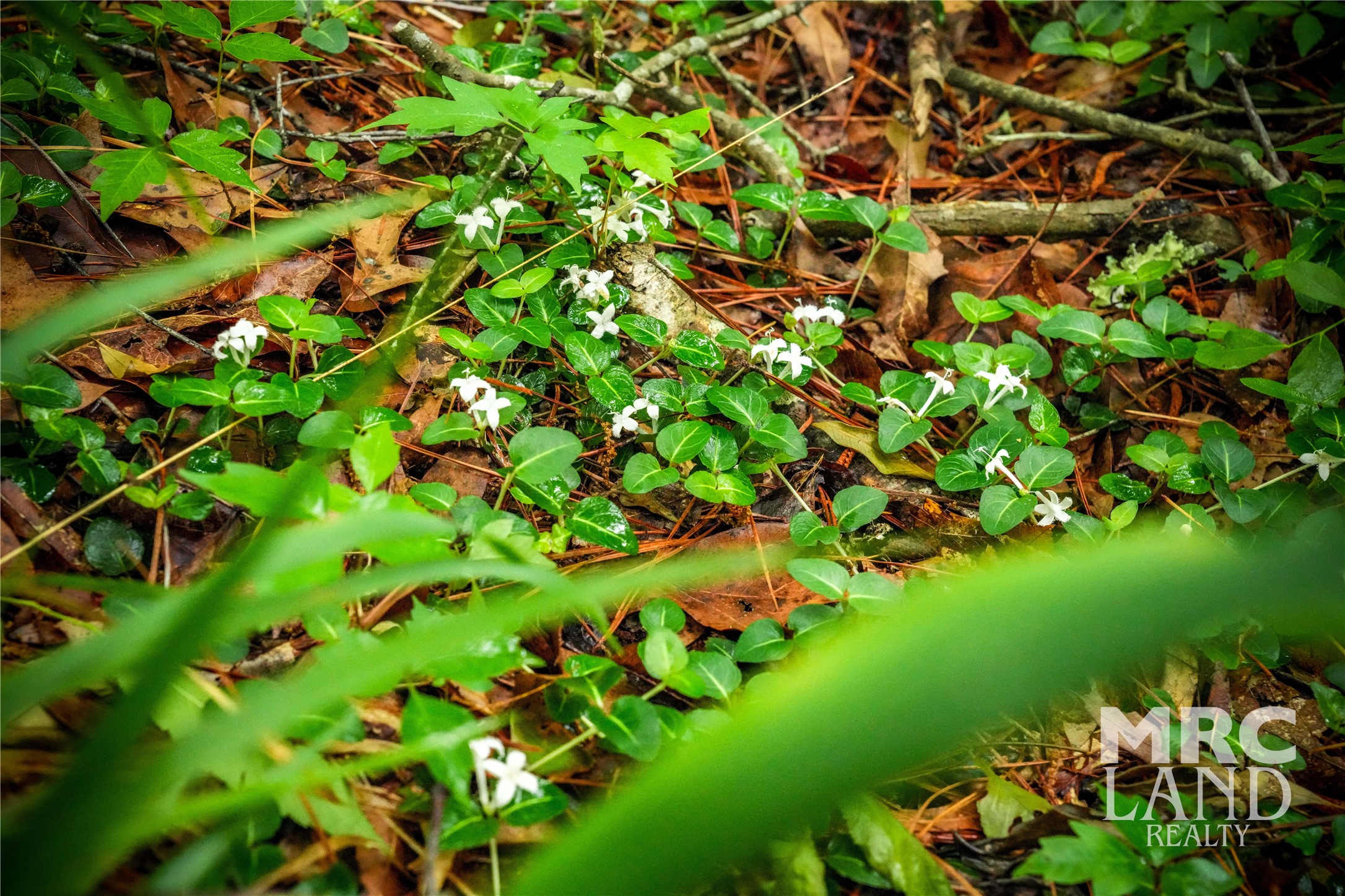 0 Dorsey Road Bronson, TX 75930 - Photo 12 of 47 a view of a tree with a plant