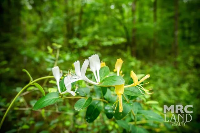 a view of a lush green forest