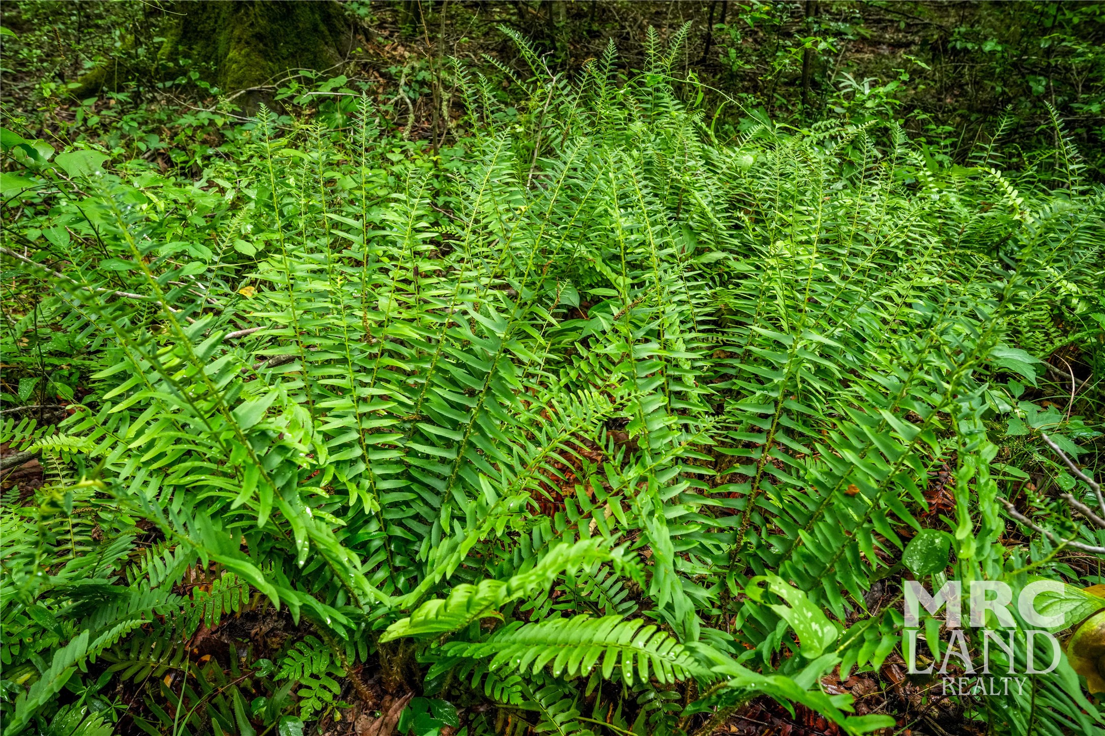 0 Dorsey Road Bronson, TX 75930 - Photo 14 of 47 a view of a lush green forest