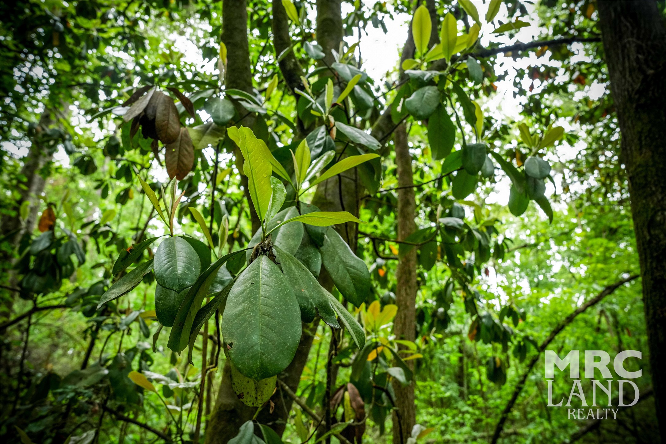 0 Dorsey Road Bronson, TX 75930 - Photo 15 of 47 a backyard of a house with lots of green space