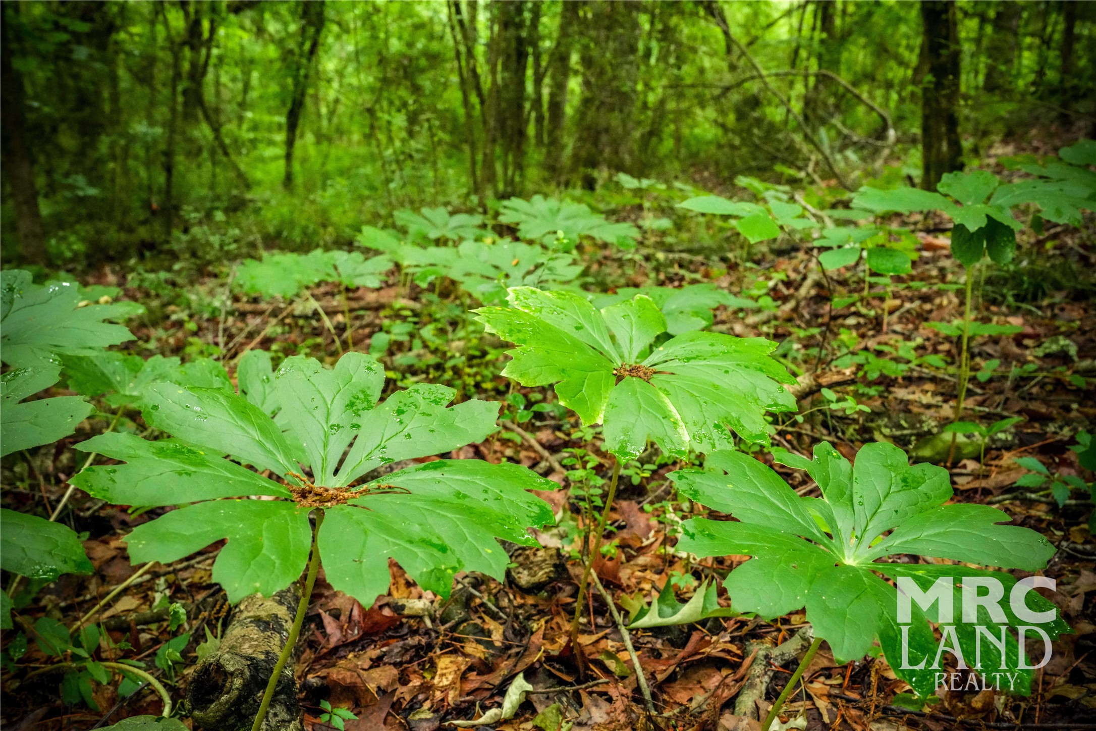 0 Dorsey Road Bronson, TX 75930 - Photo 16 of 47 a view of a plant in a garden