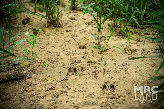 a backyard of a house with lots of plants and trees