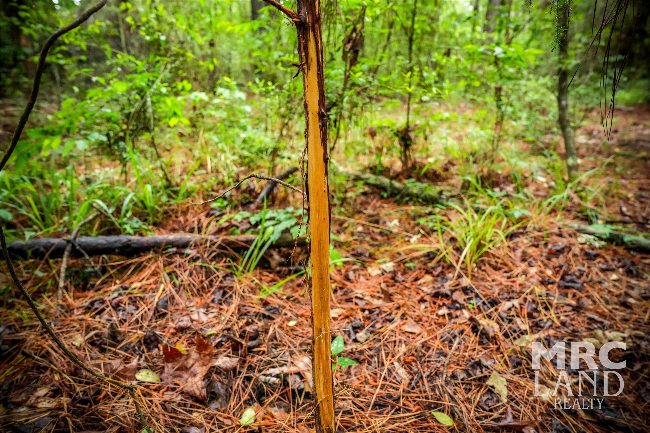 0 Dorsey Road Bronson, TX 75930 - Photo 20 of 47 a backyard of a house with lots of plants and trees