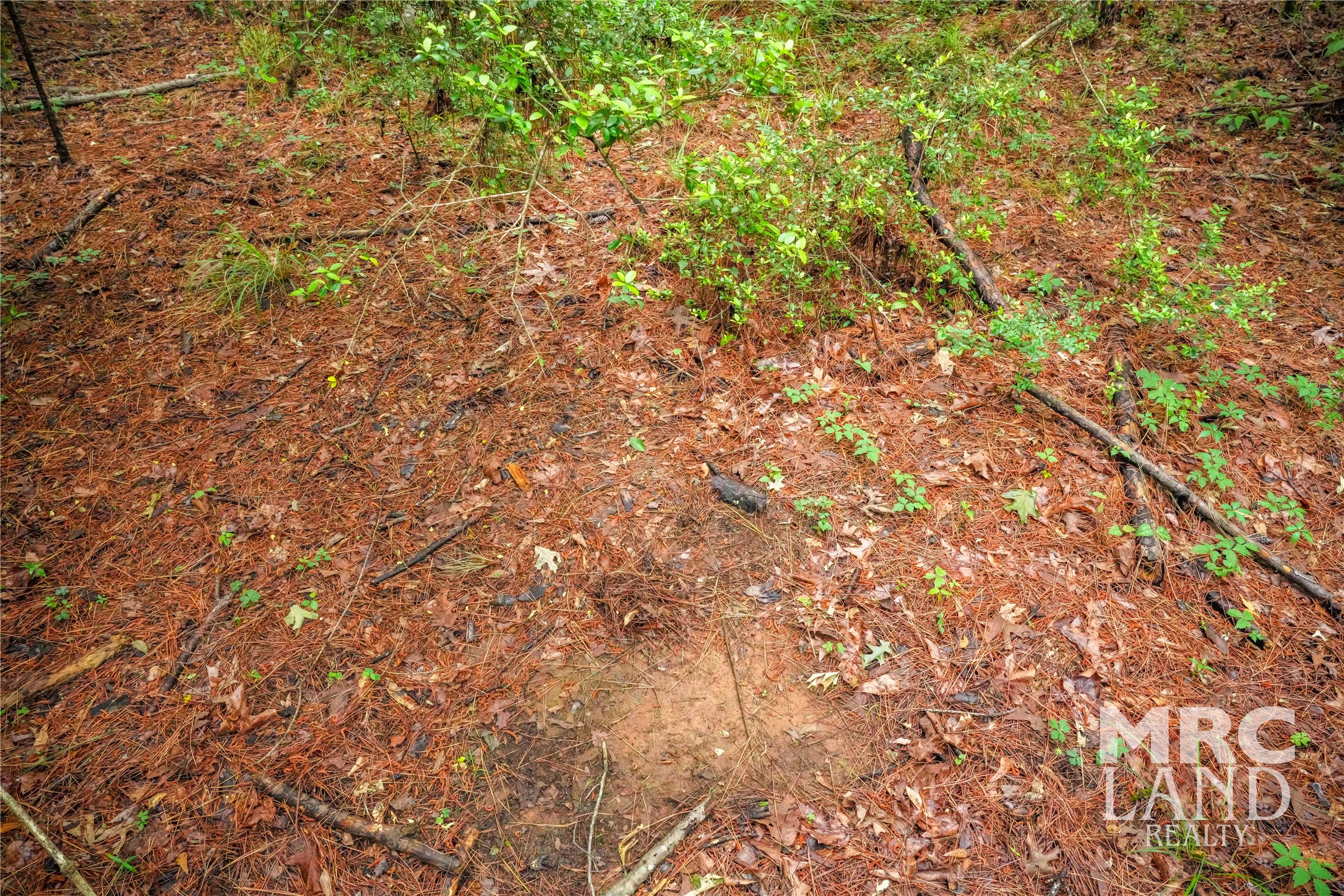 0 Dorsey Road Bronson, TX 75930 - Photo 21 of 47 a view of a tree with a tree
