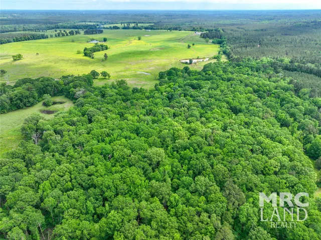 a view of a lush green forest