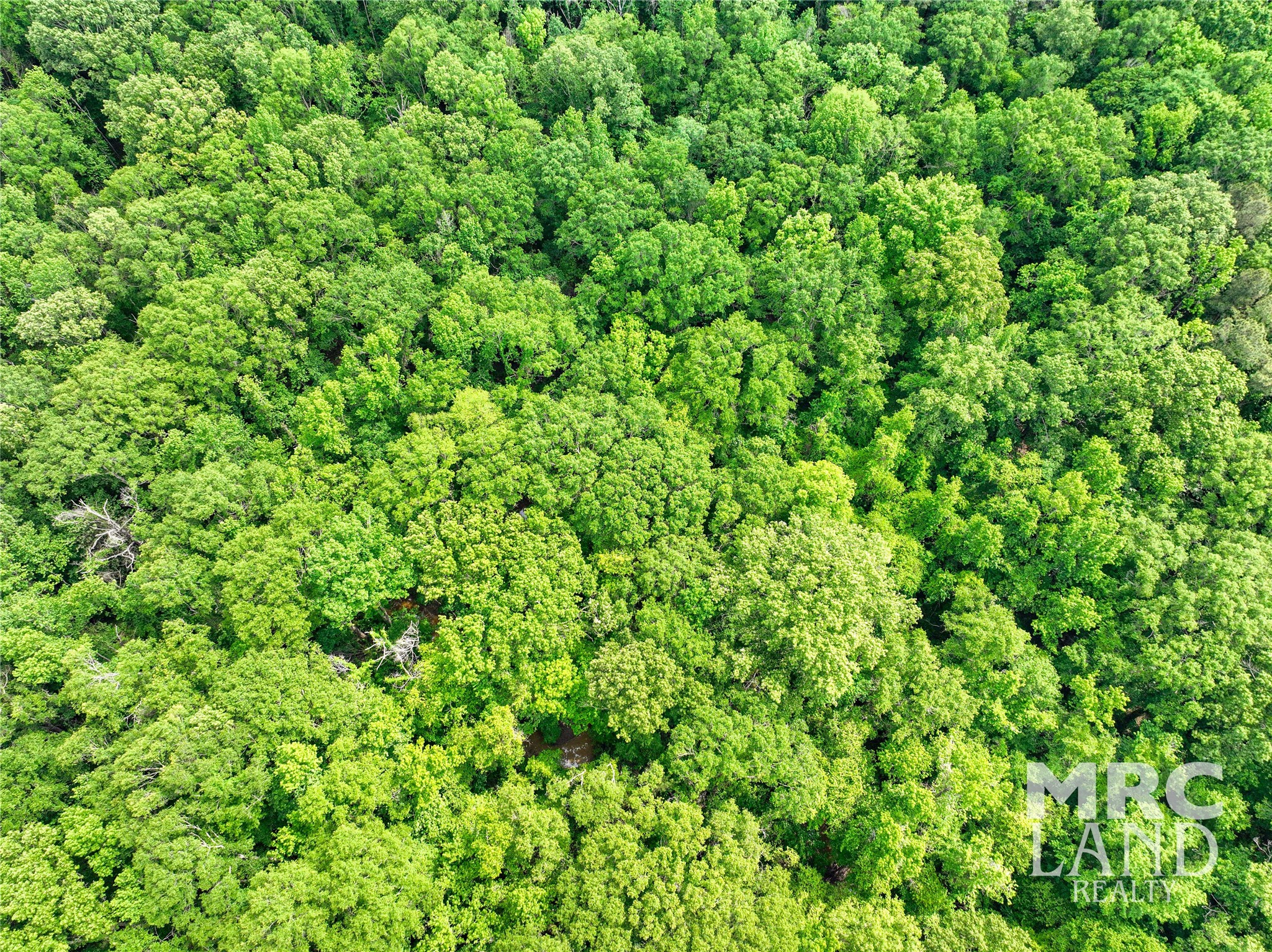 0 Dorsey Road Bronson, TX 75930 - Photo 26 of 47 a view of a lush green forest