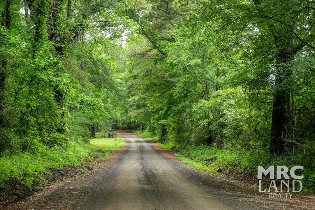 a view of yard with lush green forest