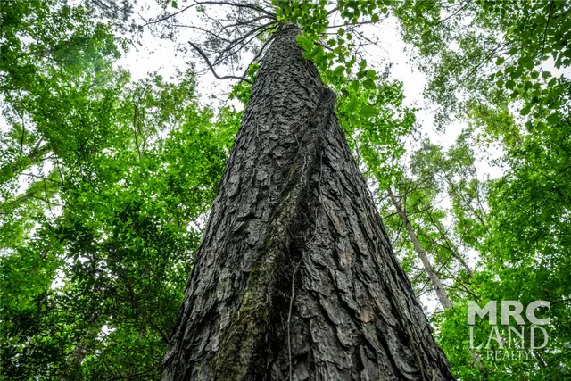 a view of a tree with plant in front of it