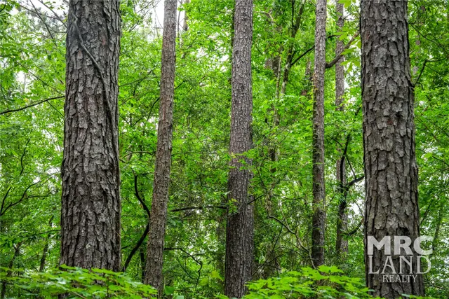a close up of a green yard