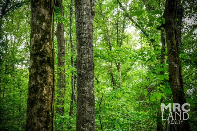 a view of a lush green forest with lots of trees
