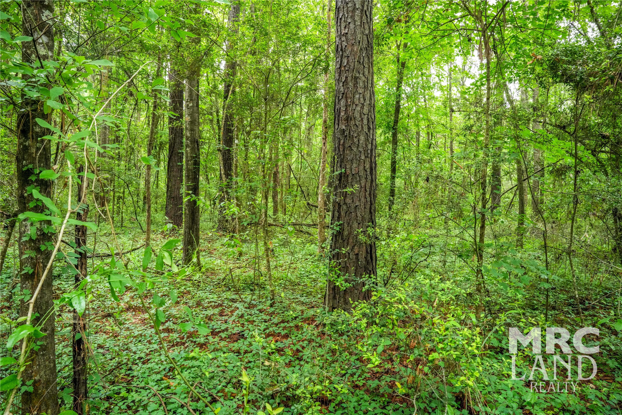 0 Dorsey Road Bronson, TX 75930 - Photo 32 of 47 a view of yard with lush green forest