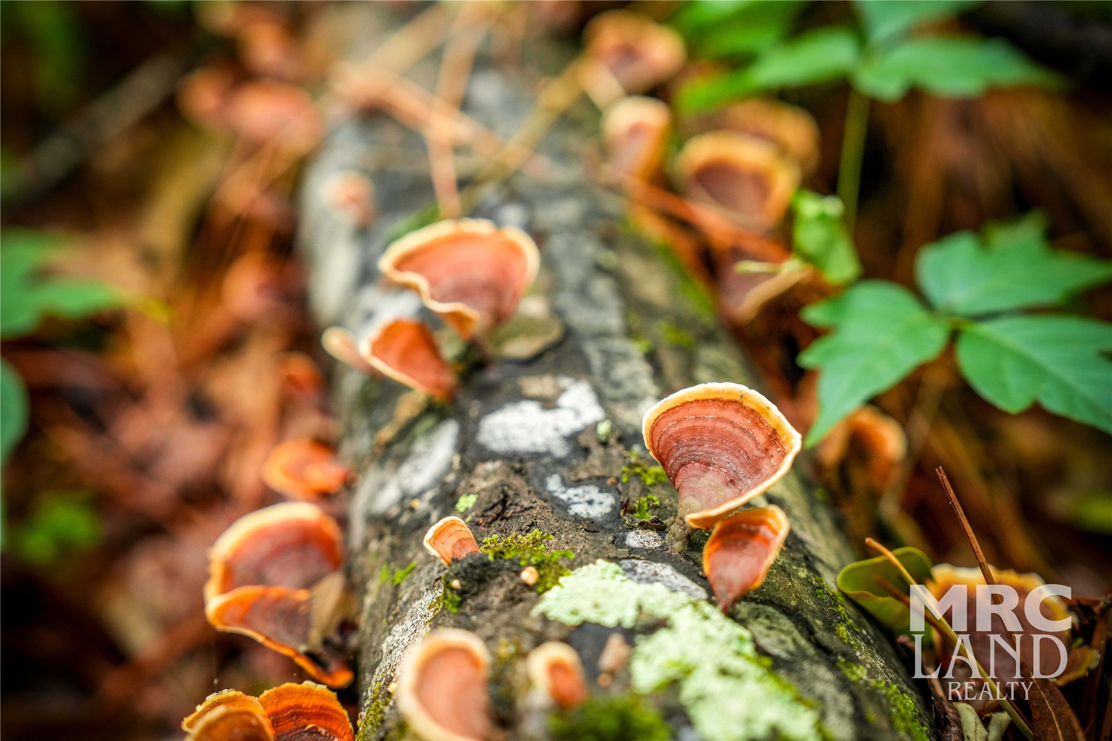 0 Dorsey Road Bronson, TX 75930 - Photo 33 of 47 a view of a tree with plant in front of it