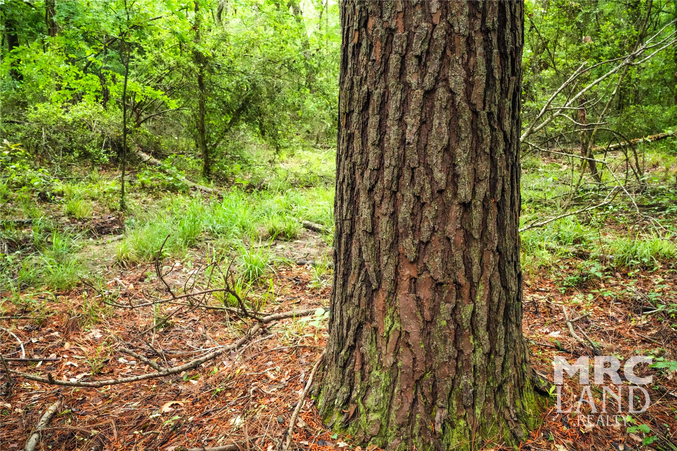 0 Dorsey Road Bronson, TX 75930 - Photo 35 of 47