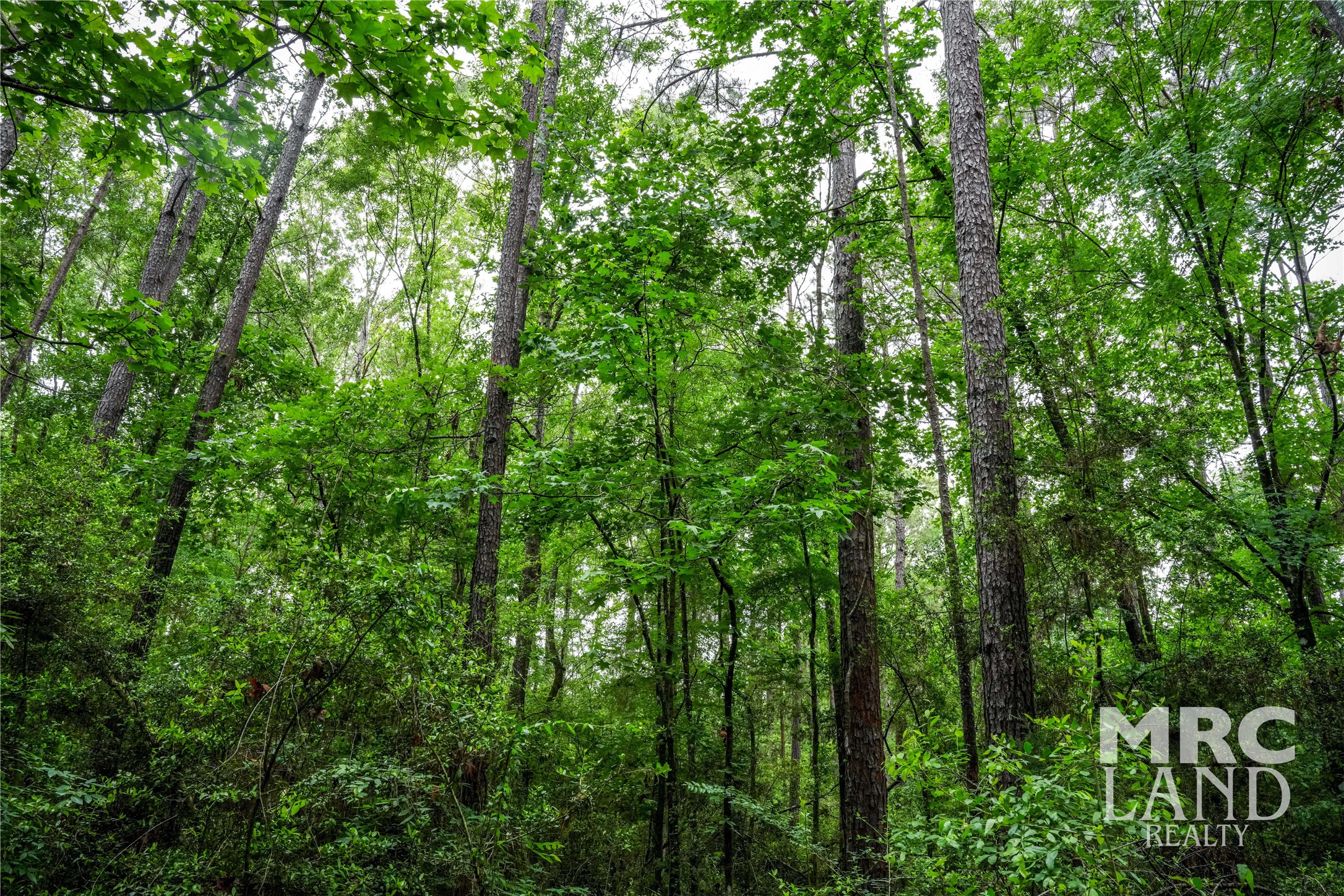 0 Dorsey Road Bronson, TX 75930 - Photo 36 of 47 a view of a lush green forest