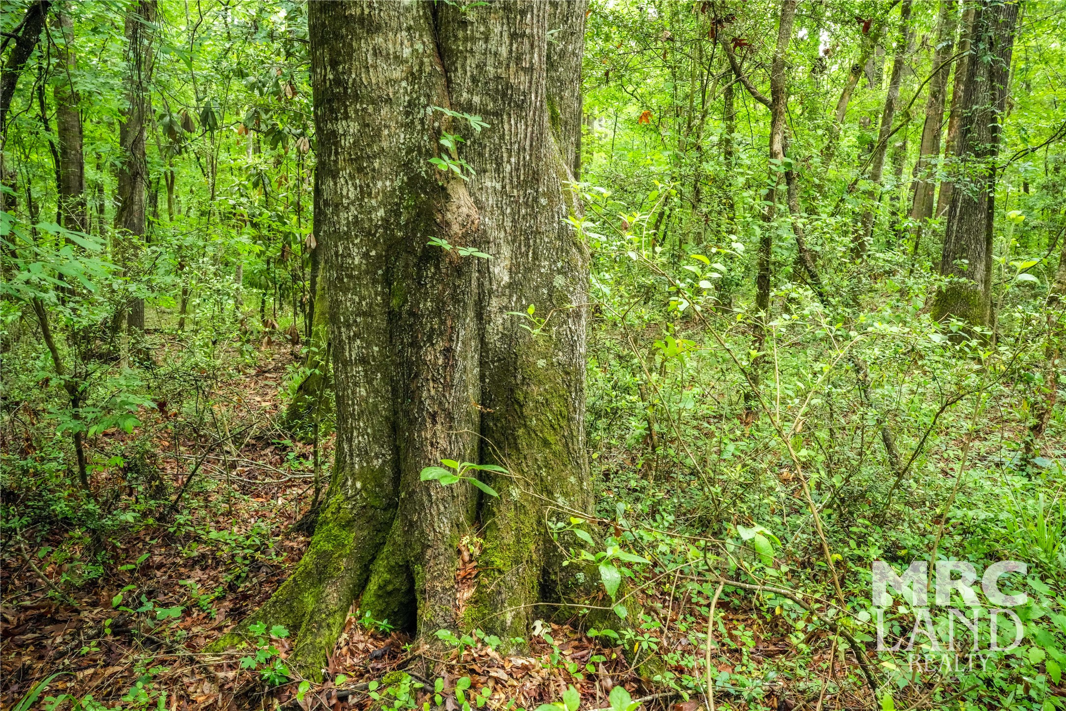0 Dorsey Road Bronson, TX 75930 - Photo 37 of 47 a view of a yard