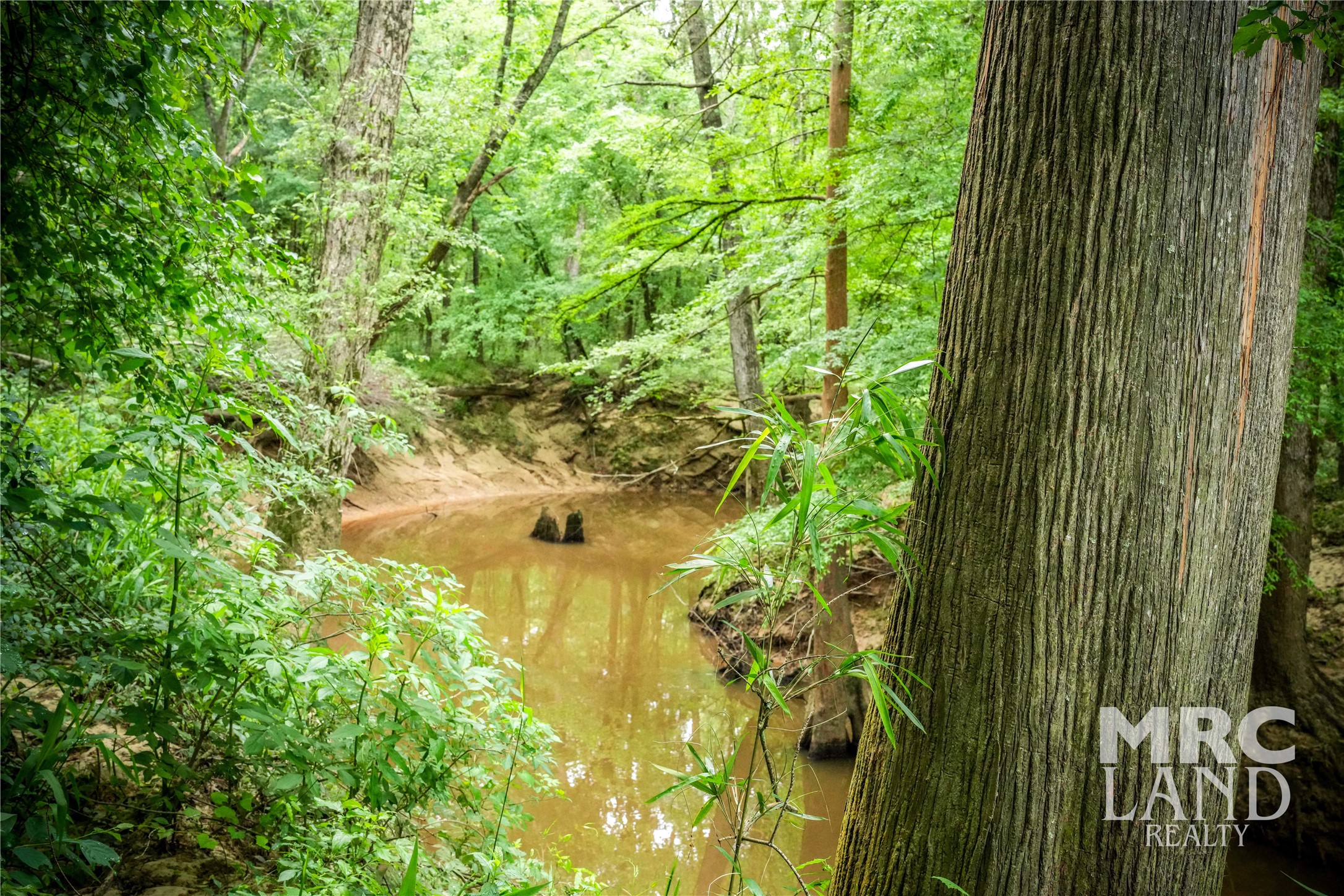 0 Dorsey Road Bronson, TX 75930 - Photo 38 of 47 a view of a garden