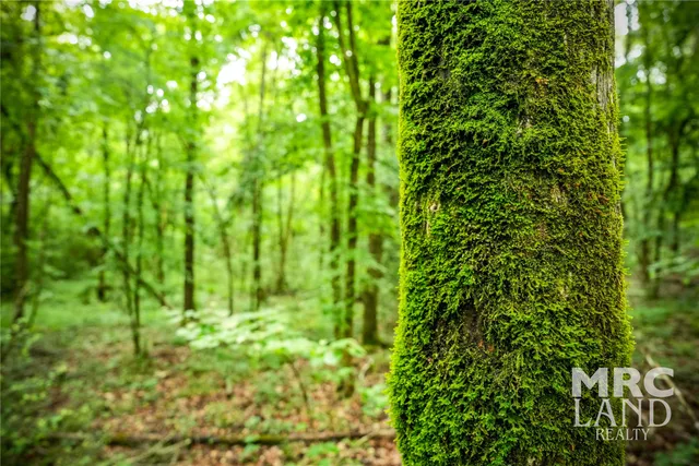 a backyard of a house with plants and large trees