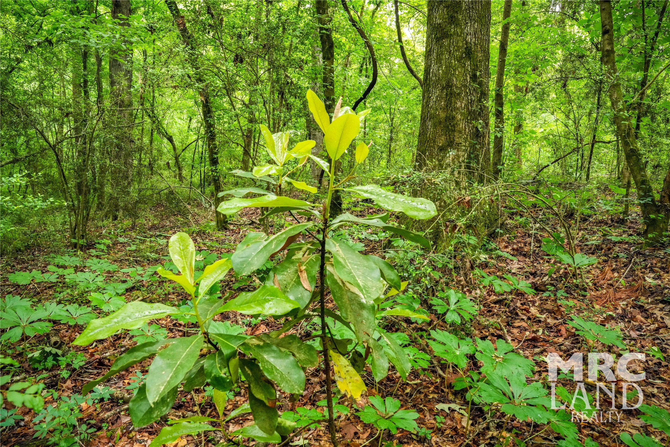 0 Dorsey Road Bronson, TX 75930 - Photo 40 of 47 a view of a garden