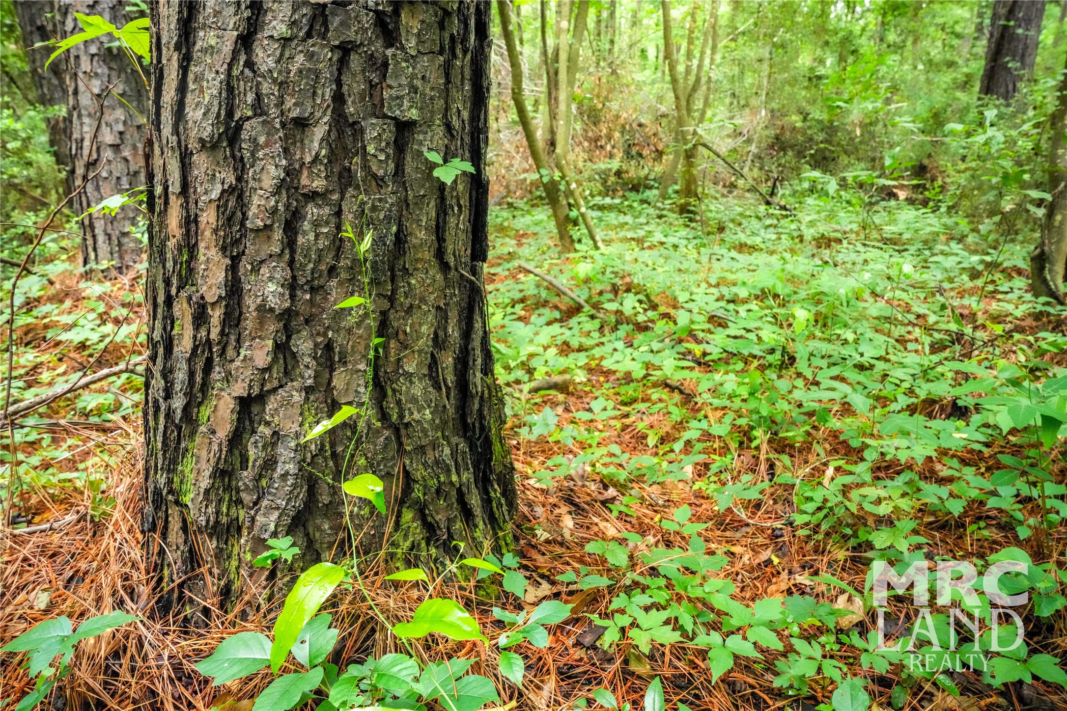 0 Dorsey Road Bronson, TX 75930 - Photo 4 of 47 a view of yard