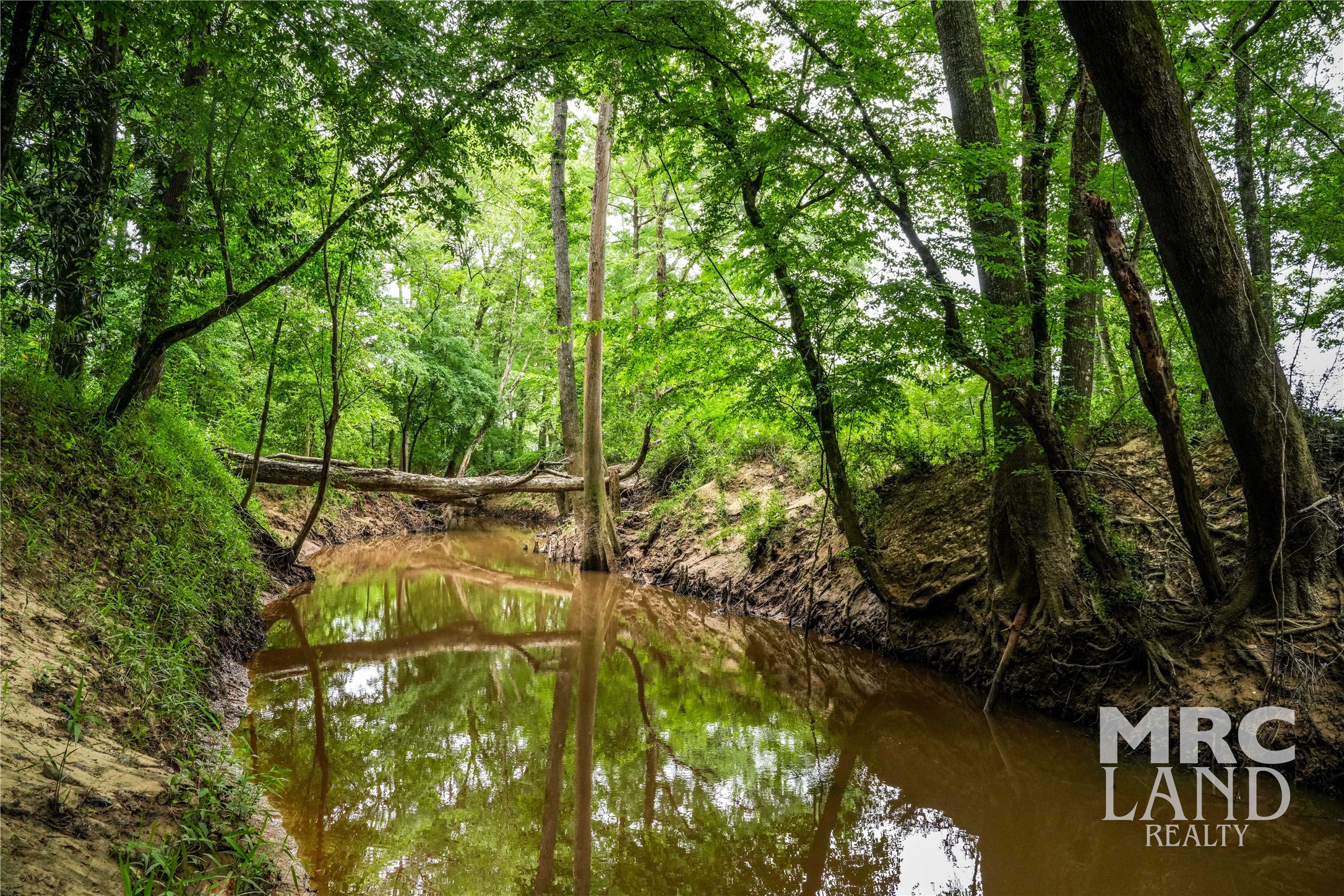 0 Dorsey Road Bronson, TX 75930 - Photo 42 of 47 a view of yard