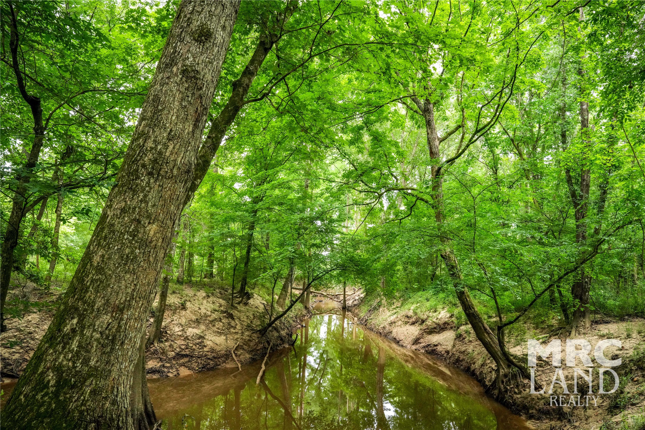 0 Dorsey Road Bronson, TX 75930 - Photo 44 of 47 a backyard of a house with lots of trees