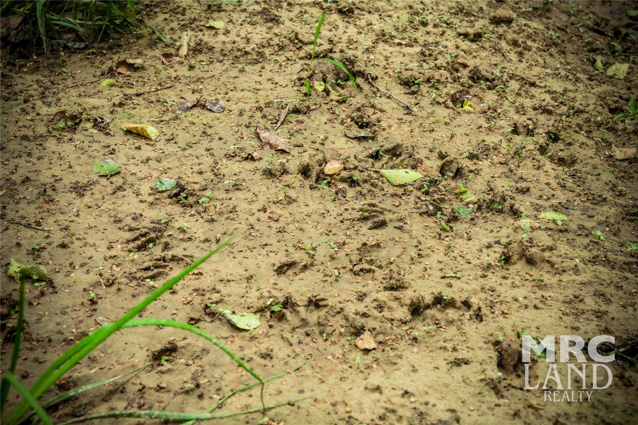 0 Dorsey Road Bronson, TX 75930 - Photo 46 of 47