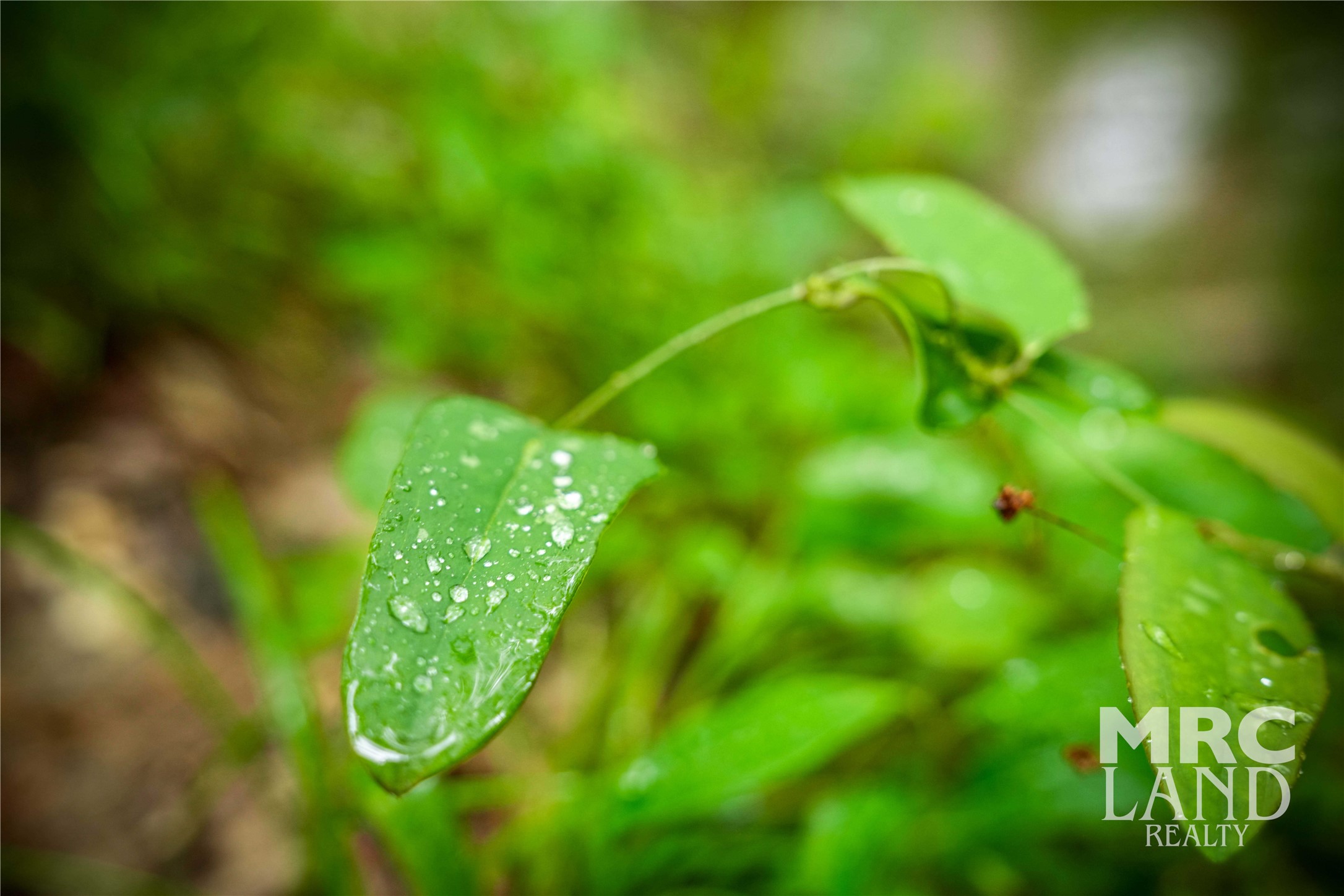 0 Dorsey Road Bronson, TX 75930 - Photo 47 of 47 a view of a tree