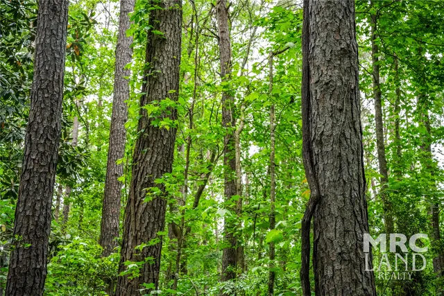 a close up of a tree in a garden
