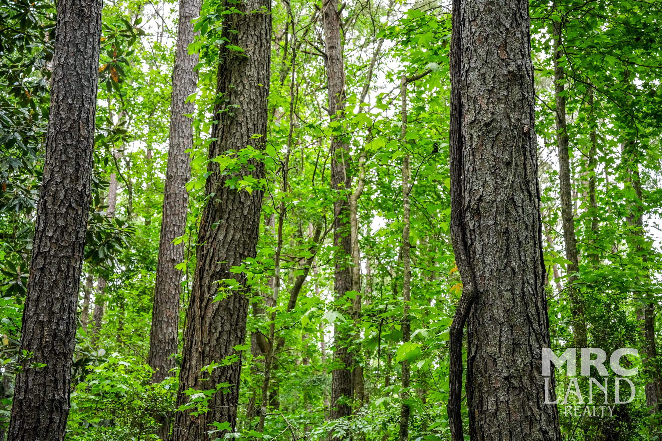 0 Dorsey Road Bronson, TX 75930 - Photo 5 of 47 a close up of a tree in a garden